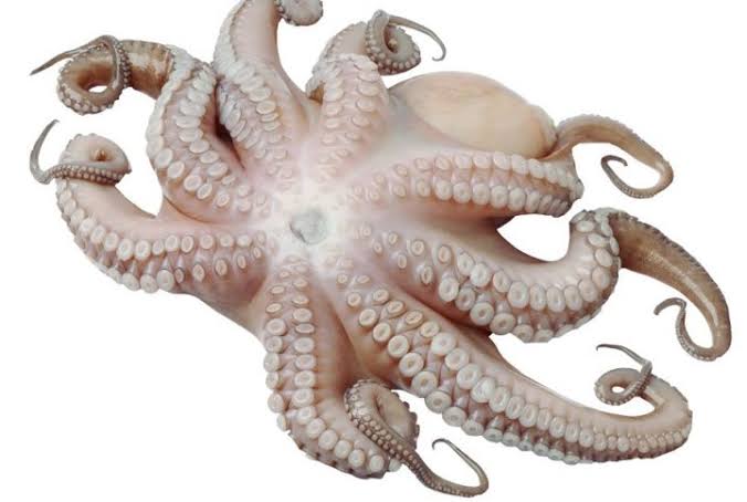 Pulpo